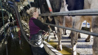 Analysis: Dairy commodity prices continue surge in recent weeks