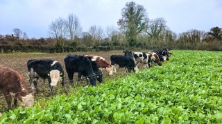 Sowing kale as a winter feed