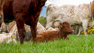 Study: Climate impact of grass-fed cattle herds ‘may be overestimated’