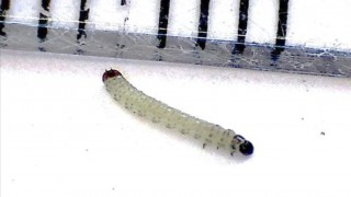 Experts advise growers to combine the ‘most reliable’ techniques to tackle CSFB