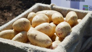 Fast-maturing, resilient potatoes in Hutton researchers’ sights