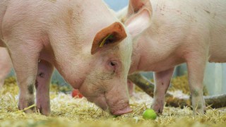Pirbright study tests new flu vaccine administration methods on pigs