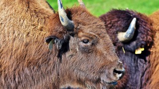 Bison to be introduced to British woodland