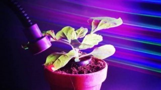 New research paves way for coloured lights to boost plant yields