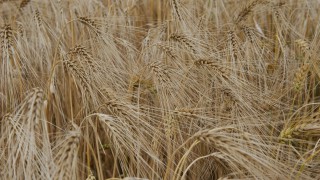 UK winter barley harvest update from ‘challenging season’