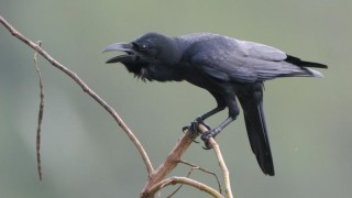 Campaign launched to ‘take back control of wildlife licensing’