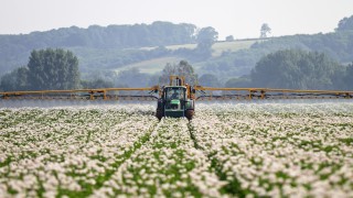 Emergency approval of blight fungicide for organic potatoes