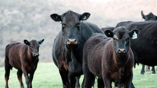 Appeal for info following theft of Angus and Friesian calves
