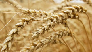 Grain price: Australian wheat production takes massive jump