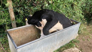 Firefighters called in to save steer stuck in water trough