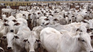 New evidence ‘appears to link’ Brazilian meat giant to Amazon deforestation