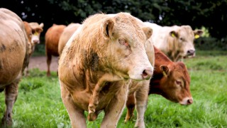 New European Roundtable for Beef Sustainability chairman announced