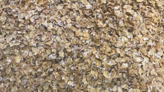 Corn price hits high as condition decreases