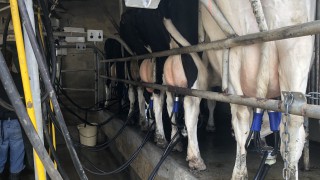Milk recording should be on the ‘to do list’ over the coming weeks