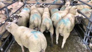 Don’t take the risk, quarantine newly-purchased sheep