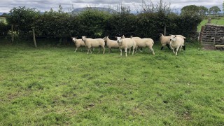 What can I do to tighten up the lambing period?
