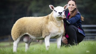 ‘Most talked about lamb of the year’ goes for 350,000gns in Scotland