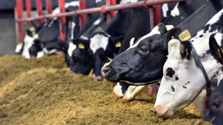 US study shows benefits of feeding fatty acids yield to early lactation cows