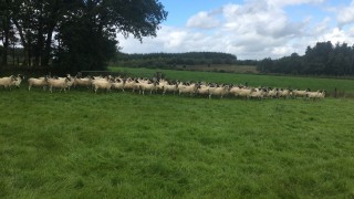 Time to assess your ewes’ BCS now