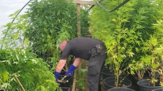 Police seize ‘large cultivation’ of cannabis plants from farm