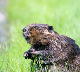 Beavers to be reintroduced into south-west England