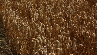 Spring barley yields above average according to the AHDB