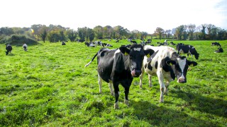 GDT index lifts in latest auction for back-to-back increases