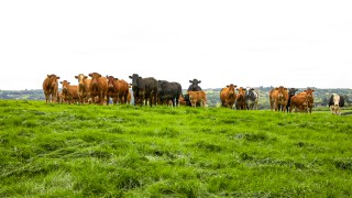 DAERA publishes ‘Farm Business Data’ handbook