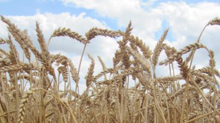 Which countries are most likely to impact on your grain prices?