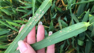 New app gives assistance in BYDV control