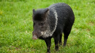 3 more cases of African swine fever in German wild boars