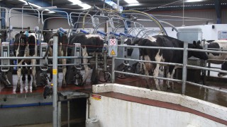 Dairy analysis: Strong supplies and weaker exports put pressure on spot prices