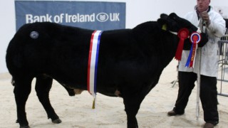Blue 1, 2 at the RUAS Beef and Lamb Championships