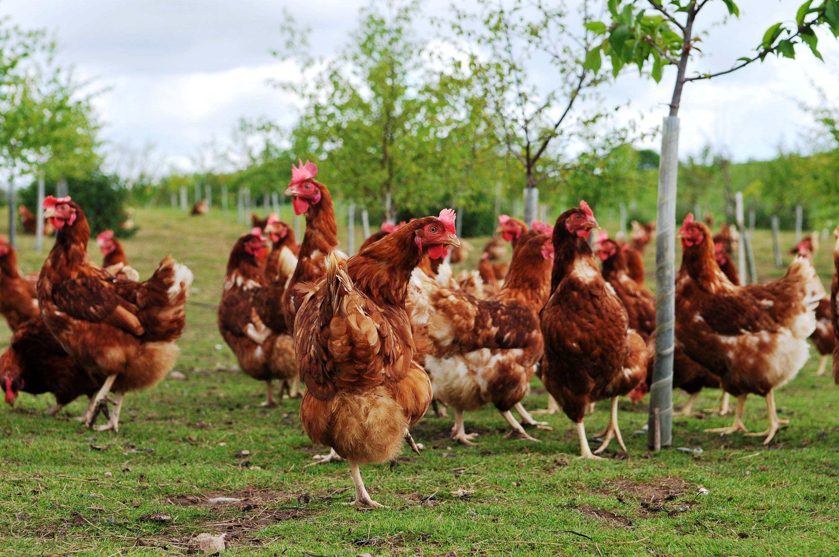 Another Case Of Bird Flu Confirmed In Devon Agriland co uk
