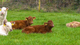 Increase of calf birth registrations in Northern Ireland