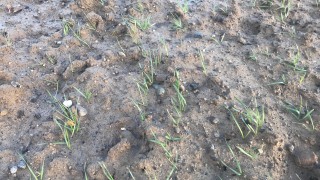 Improved situation for EU winter cereal crops