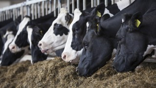 Environmental, safety and quality assurance is ‘best defence’ against cheap food imports