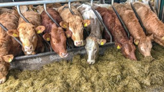 Cow trade takes another setback in Northern Ireland