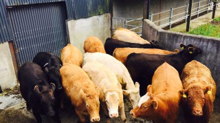 Prime cattle quotes on the rise in Northern Ireland