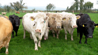 Cow trade is coming under pressure in Northern Ireland