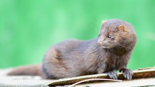 Denmark to cull all mink due to coronavirus mutation