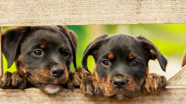 puppy pets lockdown