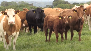The work to secure PGI status for beef from Northern Ireland must start now