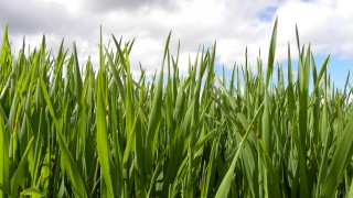 Organic production on the rise across the European Union