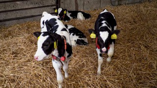 Dairy calf-to-beef can boost incomes on suckler farms