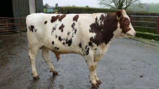 High demand for cows in milk at Dungannon dairy sale