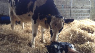 A good transition cow management plan is crucial for a successful dairy operation