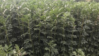 Are beans the perfect break crop?