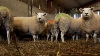 DAERA publishes results of the June 2020 Agricultural Census