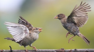 QUB theory suggests emotions underpin animal behaviour